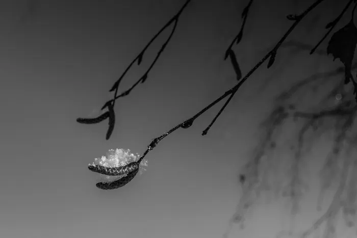 桦树，雪，树，树，特写，没有人，关注前景，自然