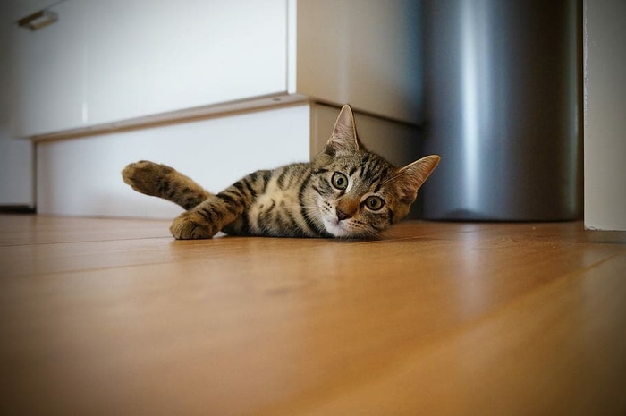 棕色斑猫躺在白色木制家具附近
