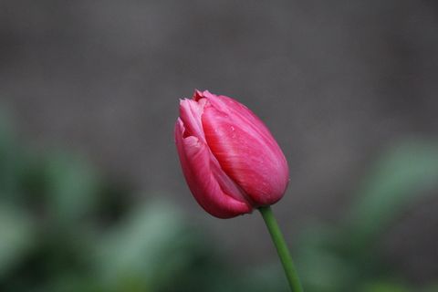 自然、花朵、植物群、叶子、户外、郁金香、开花植物、脆弱性 自然、花朵、植物群、叶子、户外、郁金香、开花植物、脆弱性