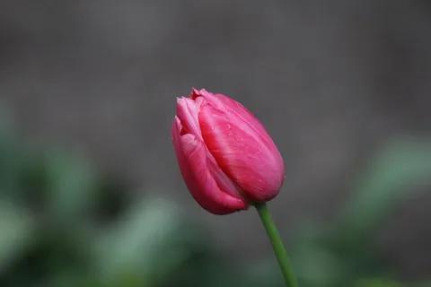 自然、花朵、植物群、叶子、户外、郁金香、开花植物、脆弱性 自然、花朵、植物群、叶子、户外、郁金香、开花植物、脆弱性