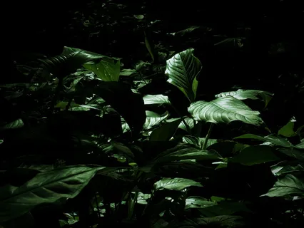 绿叶，植物，叶子，花，棘科，花，动物，鸟