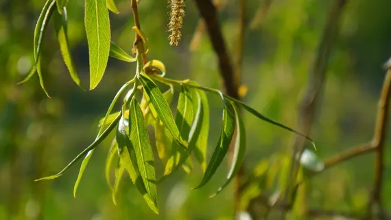 自然, 植物, 吊灯, 枝, 柳树, 绿色, 传单, 春天