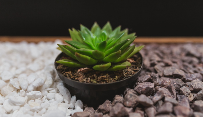 多肉植物, 植物, 石头, 棕色和白色, 佳能 6d, 盈阳, 绿色, 绿色