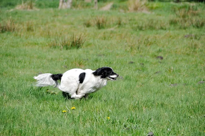Small、Dog、Race、Fast、Dog、Small Dog、Race、Fast Continuous、meadow