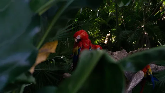 金刚鹦鹉,动物,鸟类,鹦鹉,植物,植被 金刚鹦鹉,动物,鸟类,鹦鹉,植物,植被