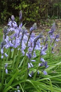 花, 查找, 森林, 开花植物, 植物, 脆弱性, 漏洞, 自然之美