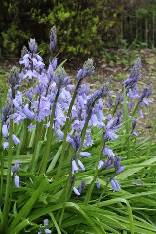 花, 查找, 森林, 开花植物, 植物, 脆弱性, 漏洞, 自然之美