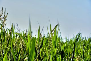 草, 叶片, 草叶, 植被, 水生植物, 沼泽, 增长, 甘美