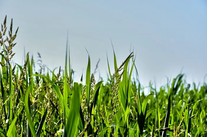 草, 叶片, 草叶, 植被, 水生植物, 沼泽, 增长, 甘美 草, 叶片, 草叶, 植被, 水生植物, 沼泽, 增长, 甘美