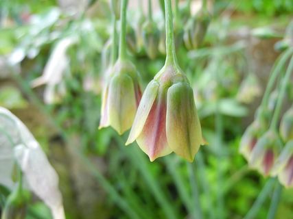 保加利亚花蜜洋葱，díszhagyma，保加利亚，花蜜，洋葱，油桃，花茎，花