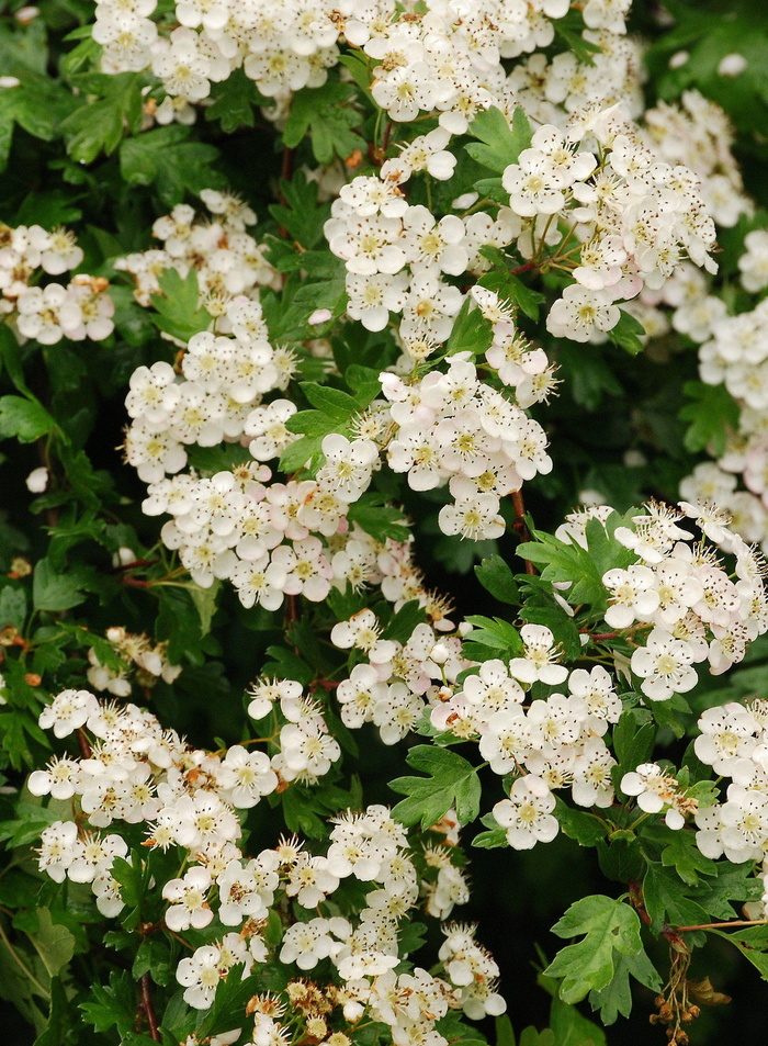 山楂，五月，树，白色，开花，五月树，特写，花