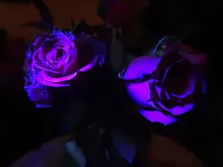 美国，里奇伍德，水，水下，海洋，动物主题，蓝色，动物