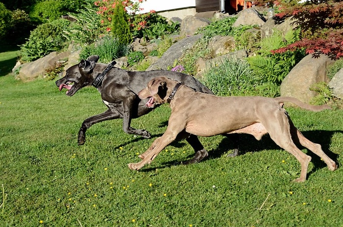 狗跑、大丹犬、威马拉纳犬、动物、动物主题、哺乳动物、植物、草