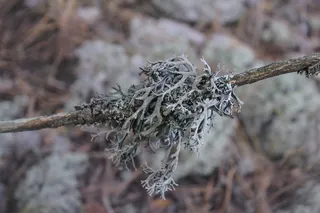 苔藓、地衣、森林、植物、特写、树木、自然、聚焦前景
