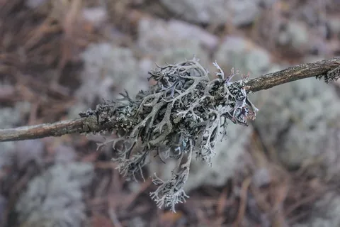 苔藓、地衣、森林、植物、特写、树木、自然、聚焦前景 苔藓、地衣、森林、植物、特写、树木、自然、聚焦前景