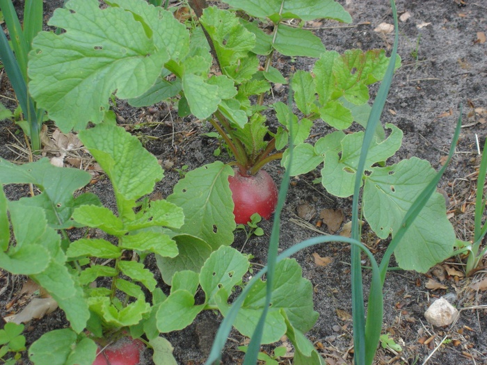 甜菜根、菜园、威尔、床、蔬菜、收获、健康、萝卜