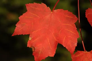 秋天，秋天，树叶，新英格兰，秋天，树叶，新罕布什尔州，树木，自然