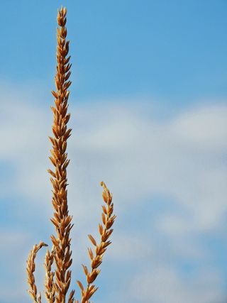 玉米、玉米、仿玉米、果穗、食品、谷物、玉米、农业