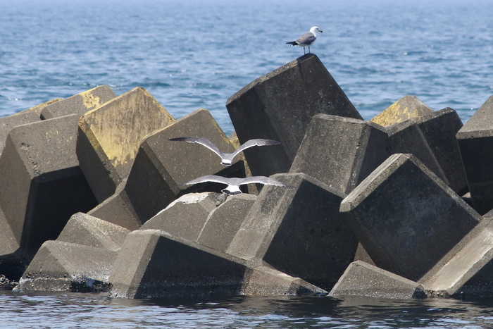 动物，海，海滩，海鸟，海鸥，海鸥，野生动物，天然