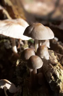 哈米德,蘑菇,盘状真菌,灰褐色,白色,森林,真菌种类,秋季 哈米德,蘑菇,盘状真菌,灰褐色,白色,森林,真菌种类,秋季