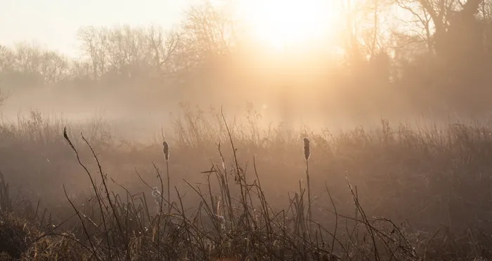 雾，早晨，雾，景观，日出，自然，树木，薄雾