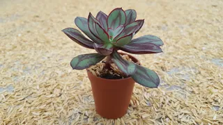 红科，丸叶，植物，盆景，观赏，自然，生长，盆栽