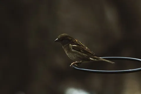 麻雀,黑色,环状,浅色,聚焦摄影,深色,鸟类,动物 麻雀,黑色,环状,浅色,聚焦摄影,深色,鸟类,动物