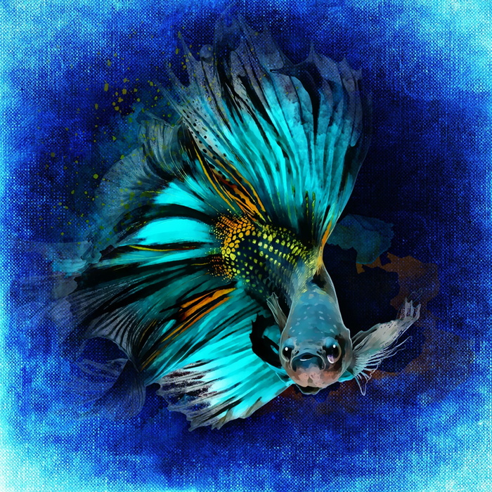 蓝色和黑色锦鲤鱼插图，蓝色，锦鲤鱼，插图，鱼，水下，水族馆，游泳