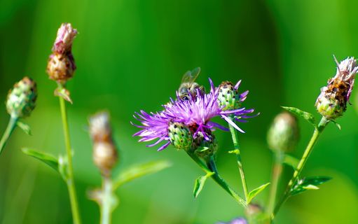 紫色花蕾显微照片
