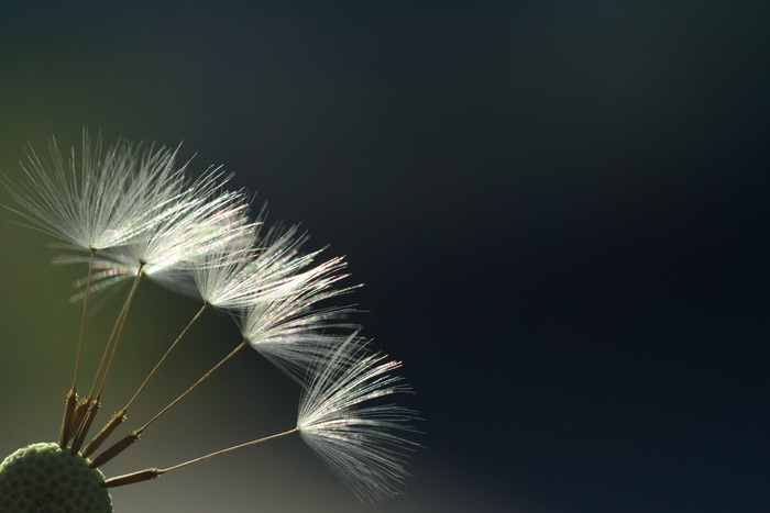 特写照片, 蒲公英花, 蒲公英, 背光, 光线, 阳光, 地狱, 关闭