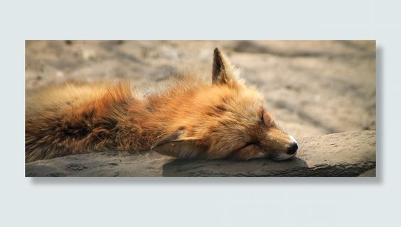 摄影，福克斯，撒谎，道姆，tűzróka，rókaféle，rókabunda，法国吐司