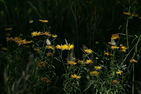 纸风筝蝴蝶栖息,雏菊花,选择性,聚焦,摄影,向日葵,花卉 纸风筝蝴蝶栖息,雏菊花,选择性,聚焦,摄影,向日葵,花卉