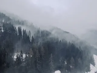 被雾覆盖的森林树木