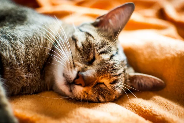 猫，梦，家猫，动物，futrzak，外套，胡子，小猫
