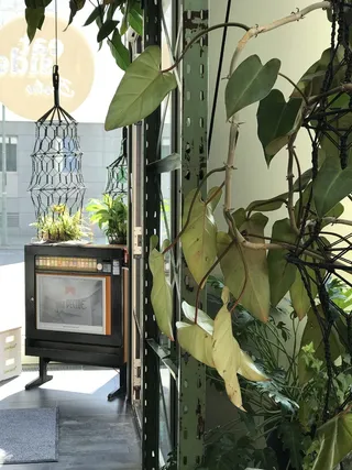 乌克兰，敖德萨，没有人，植物，自然，叶子，天，植物部分