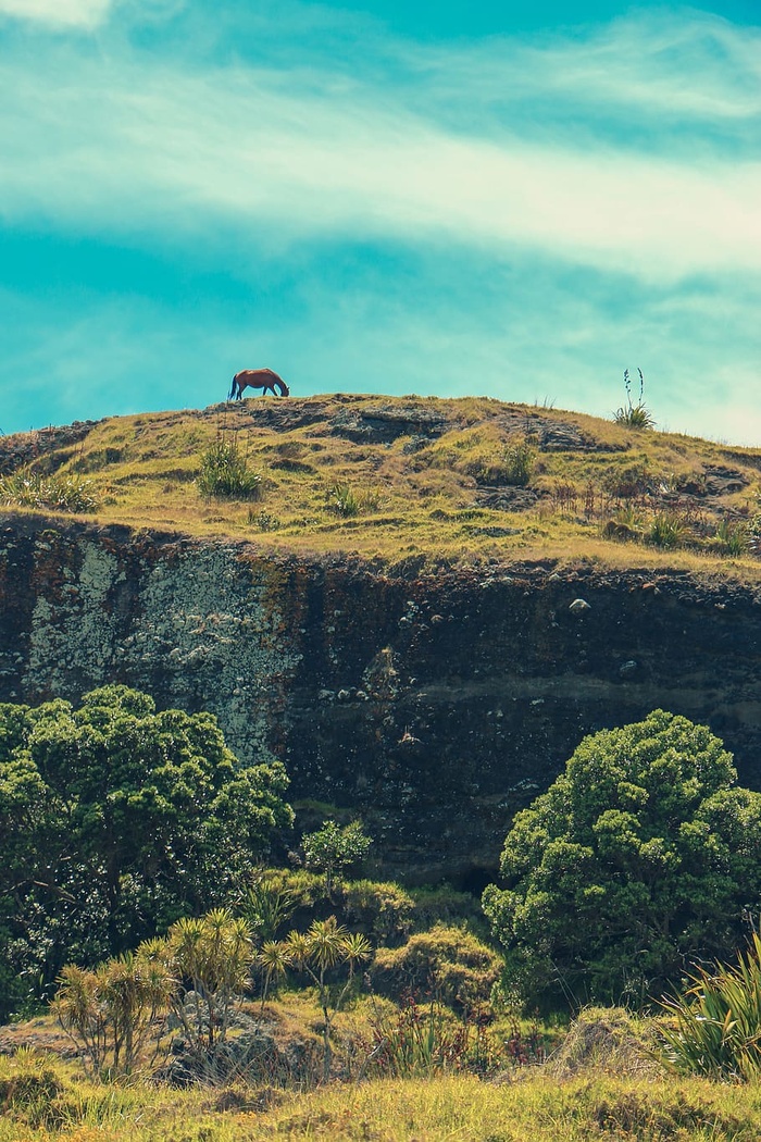 新西兰，北国，动物，喂食，马，棕色马，自然，山