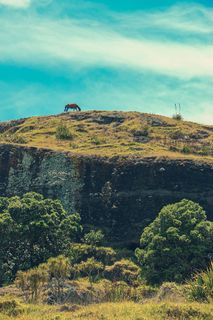 新西兰，北国，动物，喂食，马，棕色马，自然，山