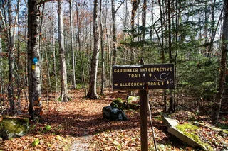 西弗吉尼亚，风景，森林，树木，森林，风景，小径，小径