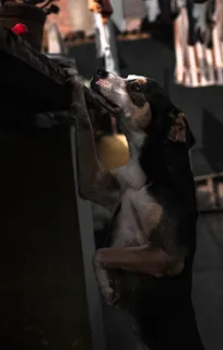 狗站着，脚靠在桌子上