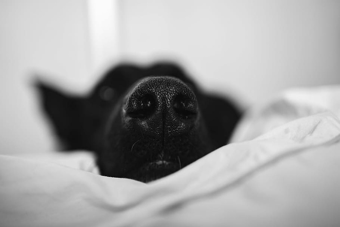 可爱的黑狗