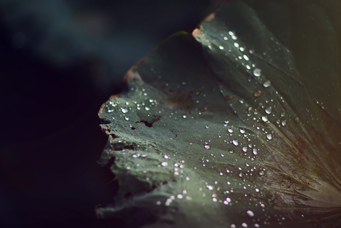 冷, 光, 自然, 艺术, 抽象, 背景, 模糊, 特写