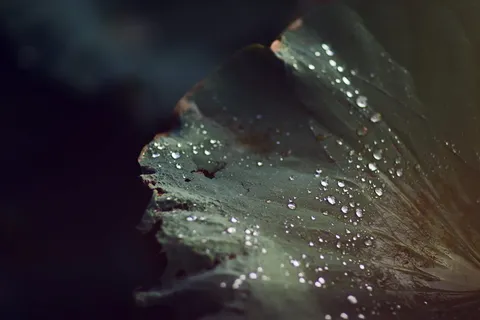冷, 光, 自然, 艺术, 抽象, 背景, 模糊, 特写 冷, 光, 自然, 艺术, 抽象, 背景, 模糊, 特写