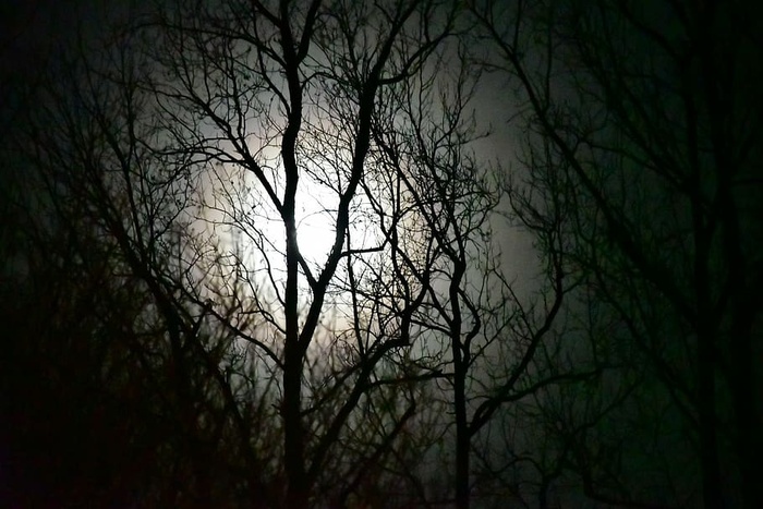 树，光秃秃的树，植物，树枝，剪影，自然，幽灵，没有人