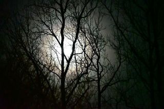 树，光秃秃的树，植物，树枝，剪影，自然，幽灵，没有人
