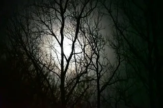 树，光秃秃的树，植物，树枝，剪影，自然，幽灵，没有人