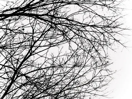 巴塞罗那，西班牙，巴塞罗那当代艺术博物馆，分馆，冬季，神经元，神经元，大脑