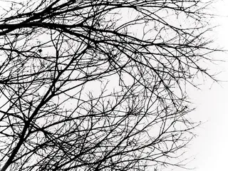 巴塞罗那，西班牙，巴塞罗那当代艺术博物馆，分馆，冬季，神经元，神经元，大脑