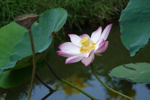 莲花、越南、亚洲、睡莲、热带、湖泊、池塘、罗森戈斯湖