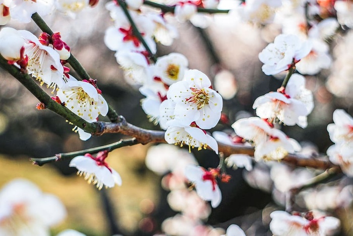 日本，梅花，梅花，花，花，自然，开花，风景