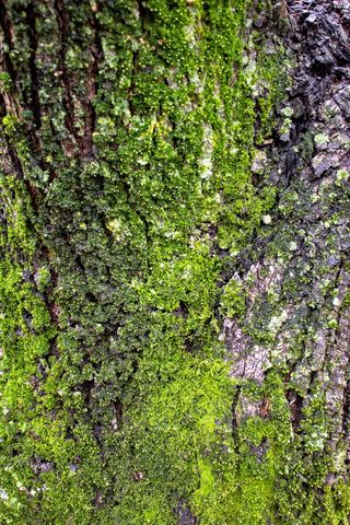 树，树皮，苔藓，绿色，自然，地衣，森林，森林